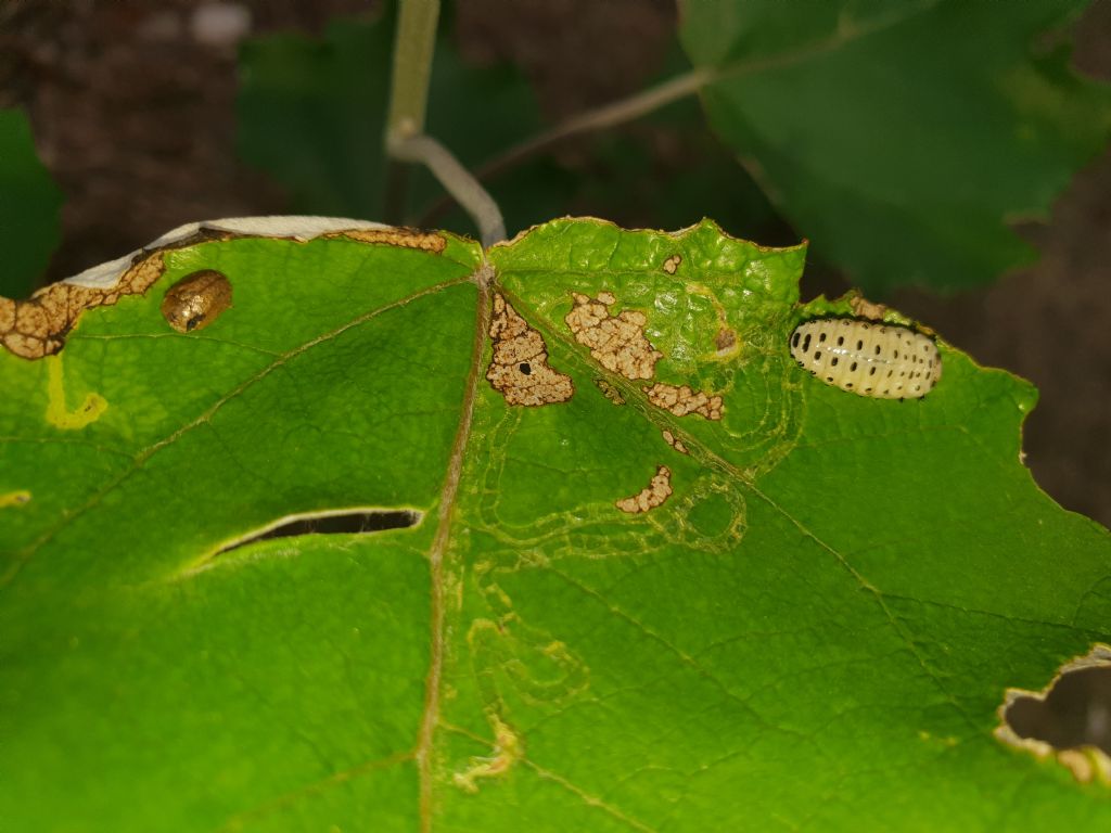 Strano comportamento di un Chrysomelidae. 